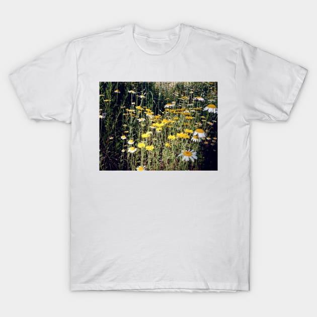 Dyer's chamomile T-Shirt by Gourmetkater